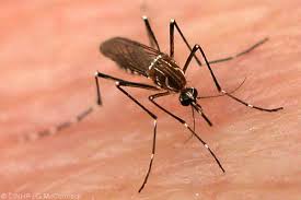 Mondiali 2014: dengue, rischio febbre tropicale per Coppa del Mondo