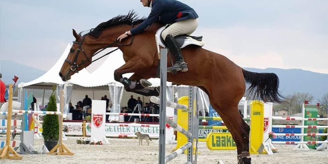 Le Meraviglie della Velocità: I Campioni Equestri