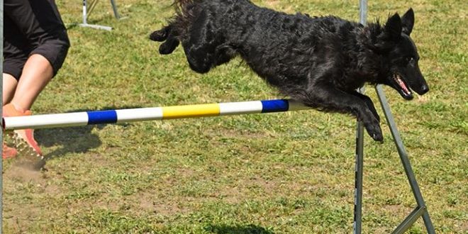 Gare Umane: Gli Animali nelle Competizioni Che Sorprendono