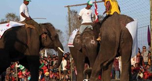 Gli Animali nell’Arte Sportiva: Eroi in Campo e Non Solo