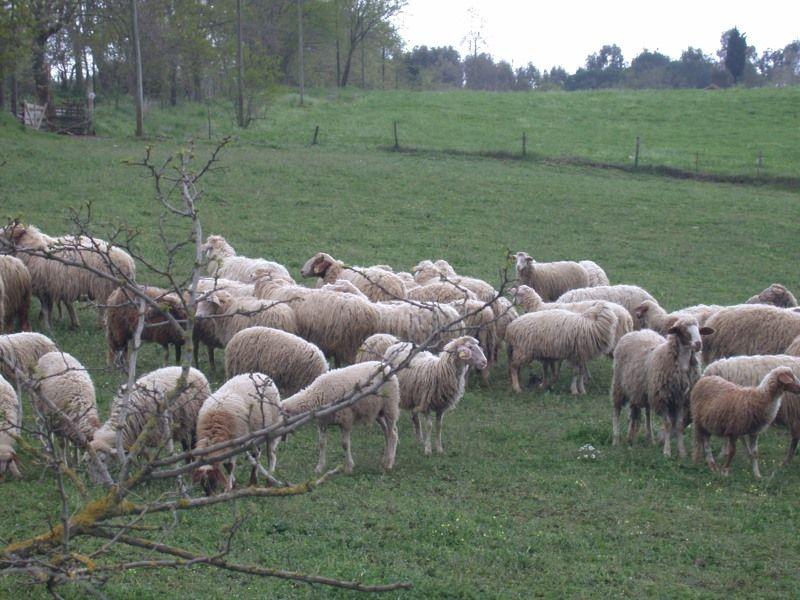 Gli Allevamenti​ di eccellenza: Dove Nascono i Campioni ​Equini